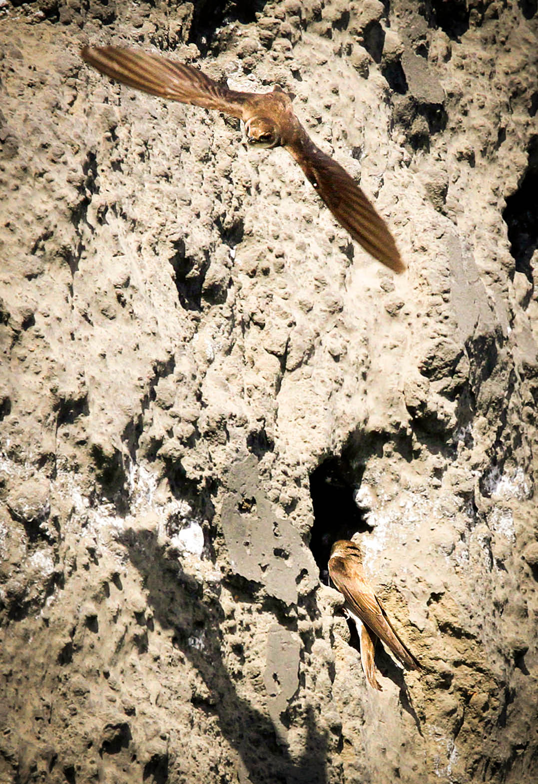 (Photo shoot 0710-039) Sandmartins nesting at Ratcliffe on Soar power station disposal site.